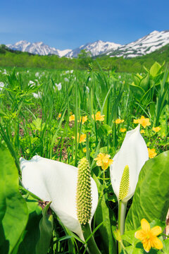 ミズバショウと白馬連峰, 小谷村,長野県