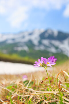 ハクサンコザクラと小蓮華岳, 小谷村,長野県