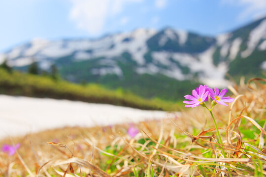 ハクサンコザクラと小蓮華岳, 小谷村,長野県