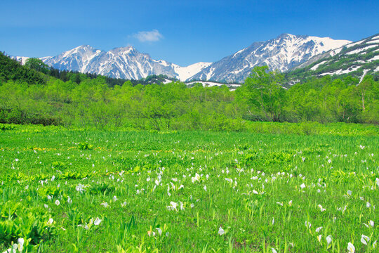 ミズバショウと白馬連峰, 小谷村,長野県
