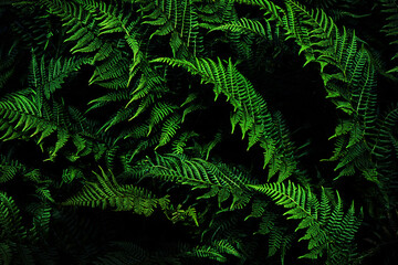 Naklejka na ściany i meble Dark green nature background. Fern leaves. Black green background for design.