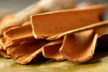Wild cinnamon sticks - Indian cooking Ingredients. 