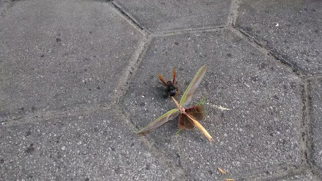 A bee is eating a grasshopper. Food chain concept