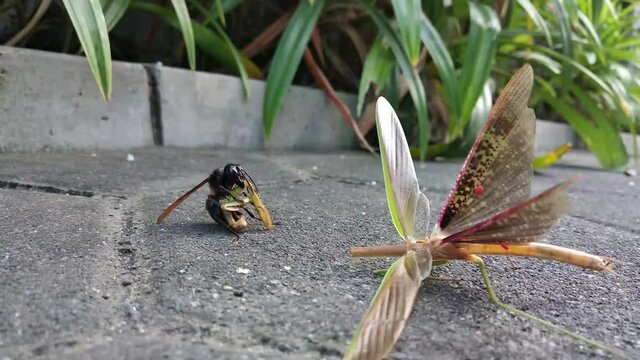 A bee is eating a grasshopper.