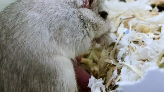 Mother Gerbil Feeding Newborn Pup In Habitat. close up