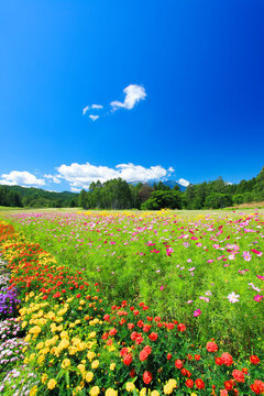コスモスとマリーゴールドの花畑, 木曽町,長野県