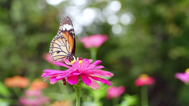 Monarch Butterfly - A monarch butterfly feeding on pink flowers in a Summer garden.