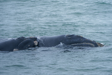 Fototapeta premium Southern right whale (Eubalaena australis). Hermanus. Whale Coast. Overberg. Western Cape. South Africa