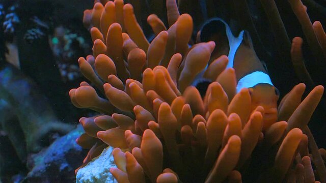 Clown Fish Playing in it's Rose Bubble-tip Anemone