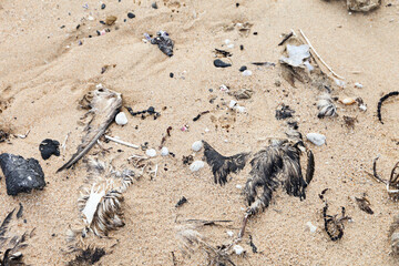 The bones and bodies of dead seabirds lie washed up on a sandy beach after a storm