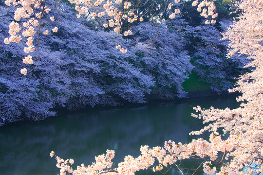 ソメイヨシノと千鳥が淵の濠の水面の朝, 千代田区,東京都