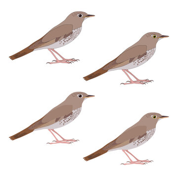 Set of nightingale bird cartoon
realistic image stroke colourful songbird