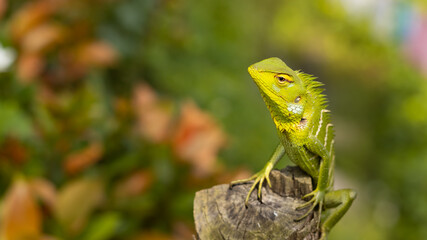Closeup of a yellowish green lizard with white strips resting on a piece of wood in colorful blurry...