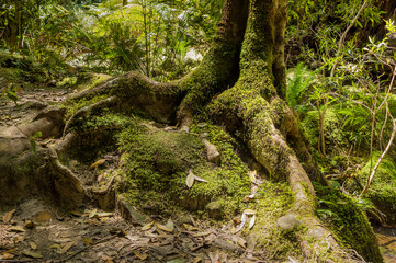 moss covered tree roots