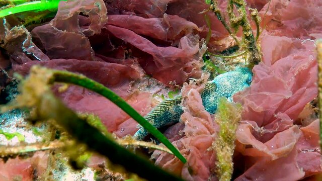 The ratan goby (Ponticola (Neogobius) ratan) in the Black Sea among seaweed