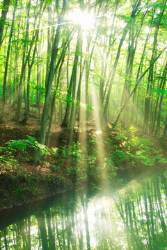 朝霧の光芒と木もれ日と新緑のブナ林と美人池, 十日町市,新潟県