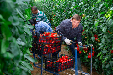 Obraz premium Experienced farm worker gathering crop of organic tomatoes grown in hothouse. Spring harvest time
