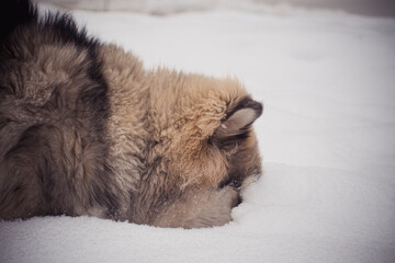 Fluffy puppy with it's nose in snow. Young Alaskan Malamute male having fun in winter. Cold January morning in the woods. Selective focus on the pet, blurred background.
