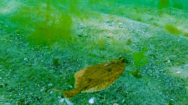 Black Sea, European flounder (Platichthys flesus luscus) floats in the water column