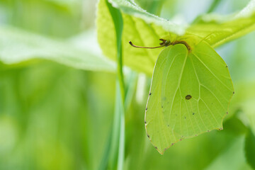 Common brimstone butterfly (Gonepteryx rhamni) hides under some green weed. Adaption, mimesis, on the environment.