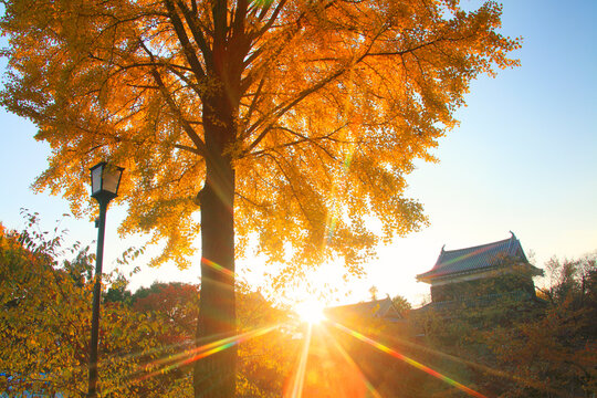 紅葉のイチョウと上田城の北櫓と本丸東虎口と夕日の木もれ日, 上田市,長野県