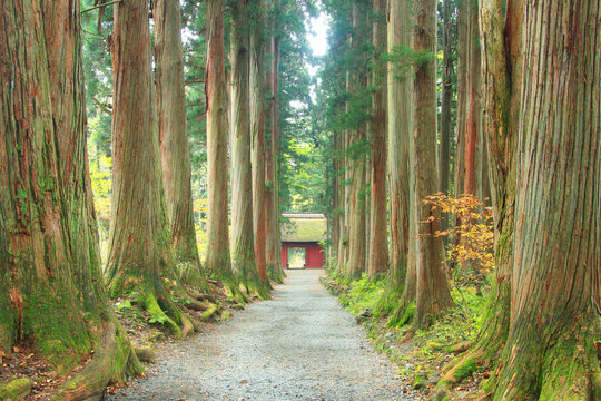 戸隠神社奥社の参道の杉並木と随心門, 長野市,長野県
