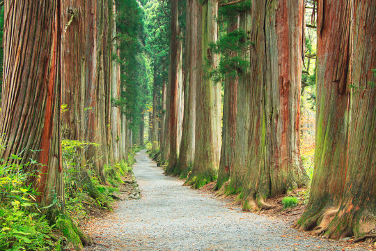 戸隠神社奥社の参道の杉並木, 長野市,長野県