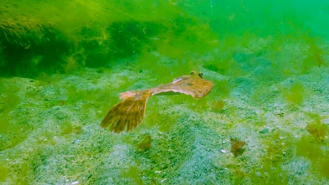 Black Sea, European flounder (Platichthys flesus luscus) floats in the water column
