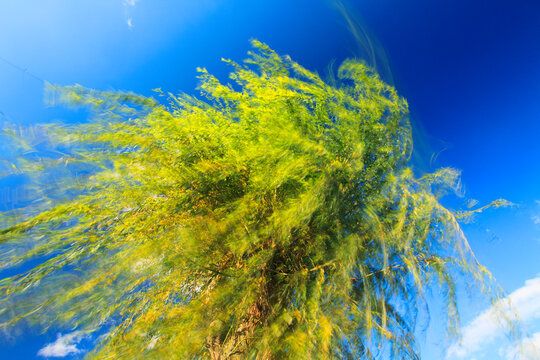 風に揺れる柳, 富士河口湖町,南都留郡,山梨県