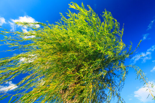 風に揺れる柳, 富士河口湖町,南都留郡,山梨県