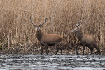 Beautiful male red deer with nice antlers in their natural habitat, Cervus elaphus, large animals in the wild, nature reserve, beautiful bulls and their antlers