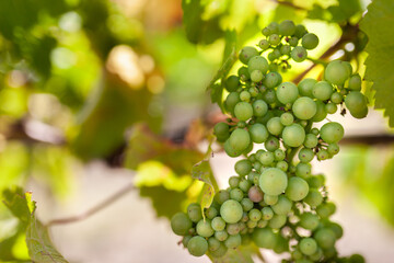 Plump new green grapes on a vine