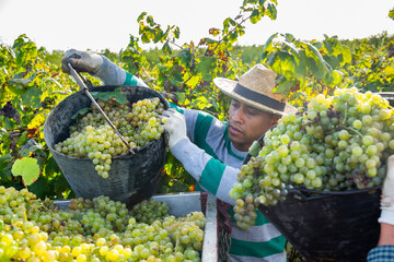 Naklejka na ściany i meble Successful Hispanic man owner of vineyard harvesting ripe white grapes in sunny autumn day, pouring crop from bucket in truck.
