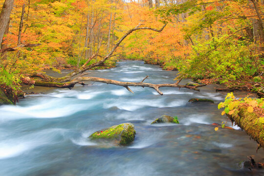 奥入瀬渓流と紅葉, 日本,青森県,十和田市