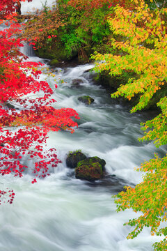 Toho Images Browse 708 Stock Photos Vectors And Video Adobe Stock