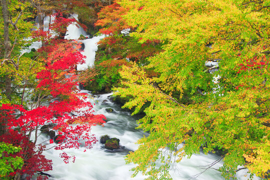 Toho Images Browse 708 Stock Photos Vectors And Video Adobe Stock