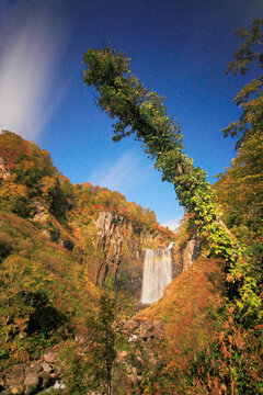 月夜の虹かかる賀老の滝とブナ林の紅葉, 北海道,北海道,島牧郡,島牧村