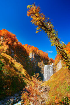 賀老の滝とブナ林などの紅葉, 北海道,北海道,島牧郡,島牧村