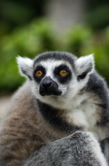 Fototapeta premium Lovely Lemur
