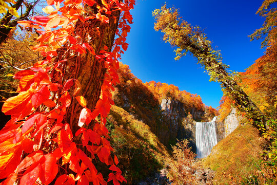 賀老の滝とツタウルシとブナなどの紅葉, 北海道,北海道,島牧郡,島牧村