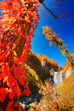 賀老の滝とツタウルシとブナなどの紅葉, 北海道,北海道,島牧郡,島牧村
