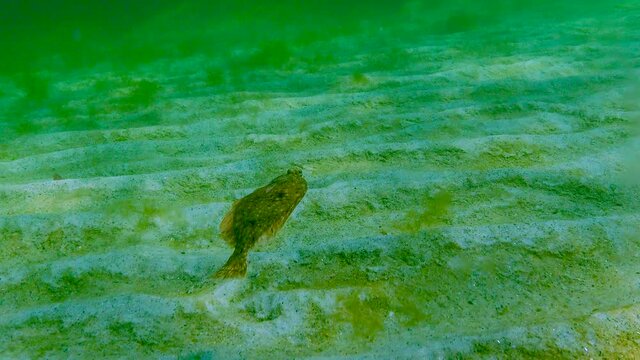 Black Sea, European flounder (Platichthys flesus luscus) floats in the water column