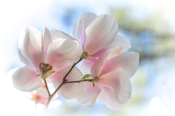 Pink cherry blossom in spring