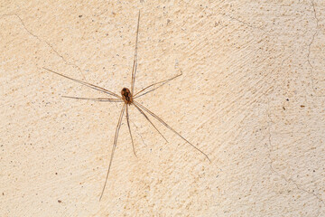 Front view of an opilion spider on the surface of a wall.