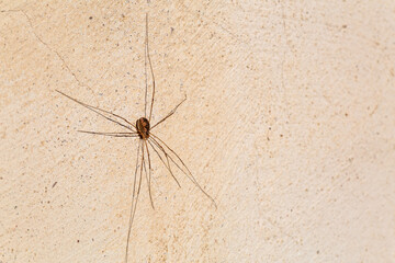 Side view of an opilion spider on the surface of a wall.