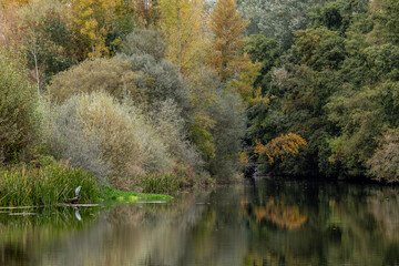 Riverside vegetation in autumn and Gray Heron on a log at the edge of the Órbigo River. Ardea cinerea.