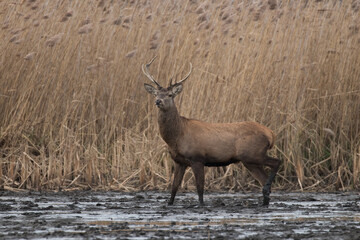 Beautiful male red deer with nice antlers in his natural environment, Cervus elaphus, large animal in the wild, nature reserve, beautiful bull and its antlers