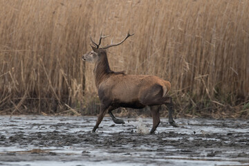Beautiful male red deer with nice antlers in his natural environment, Cervus elaphus, large animal in the wild, nature reserve, beautiful bull and its antlers