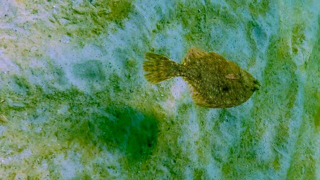 Black Sea, European flounder (Platichthys flesus luscus) floats in the water column