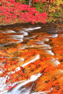 ハーモニカの滝付近の雑魚川の赤い川床とモミジの紅葉, 日本,長野県,下水内郡,栄村